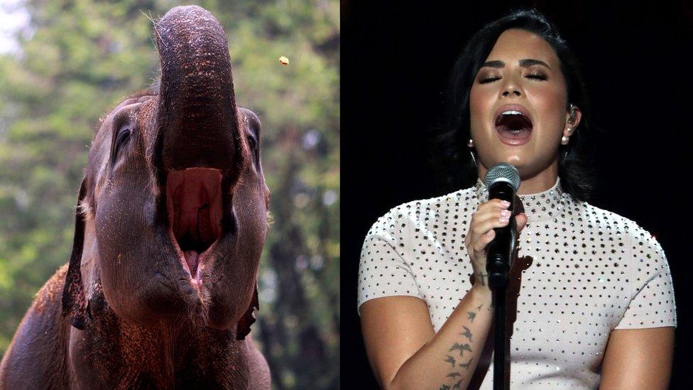 Elephant and Demi Lovato