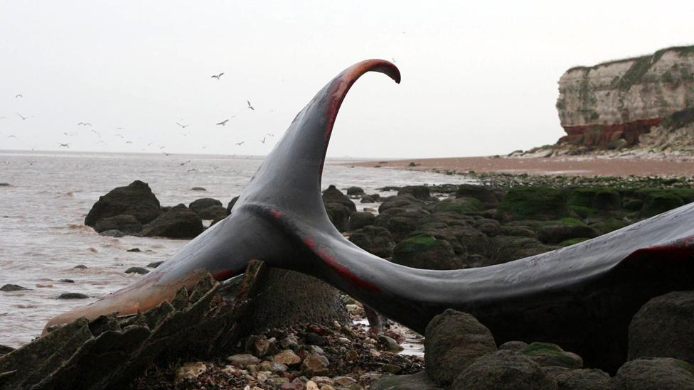 Whale tail, Hunstanton