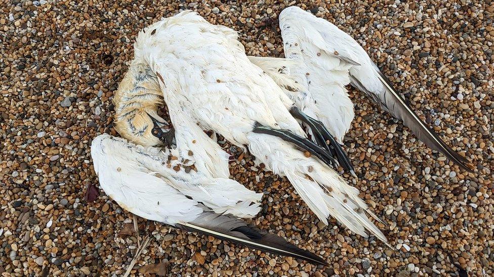 Dead gannet