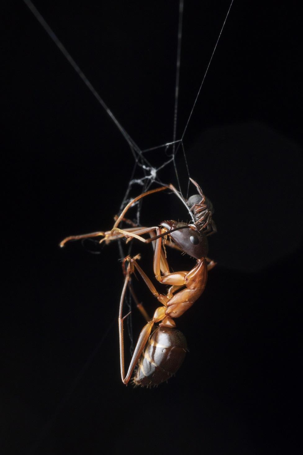 A spider with an ant in a web