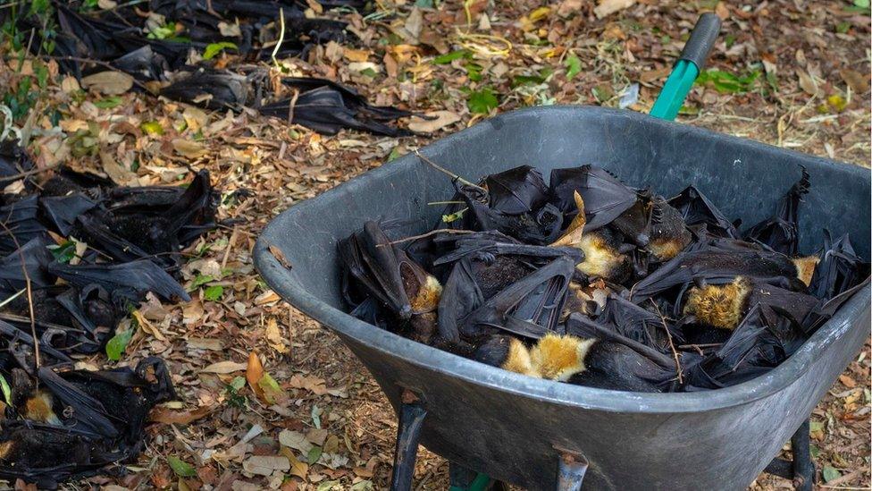 A wheelbarrow of dead bats seen next to more dead bats on the ground