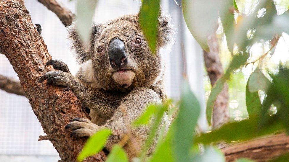 koala