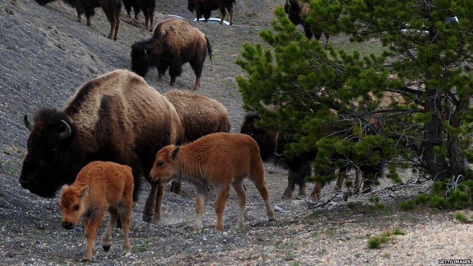 Bison in Yellowstone Park