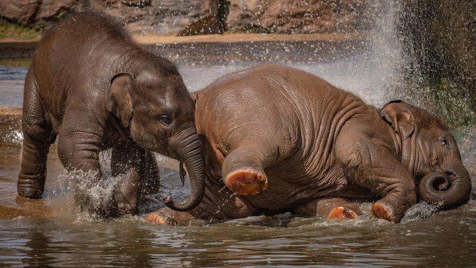 elephants-hot-weather.