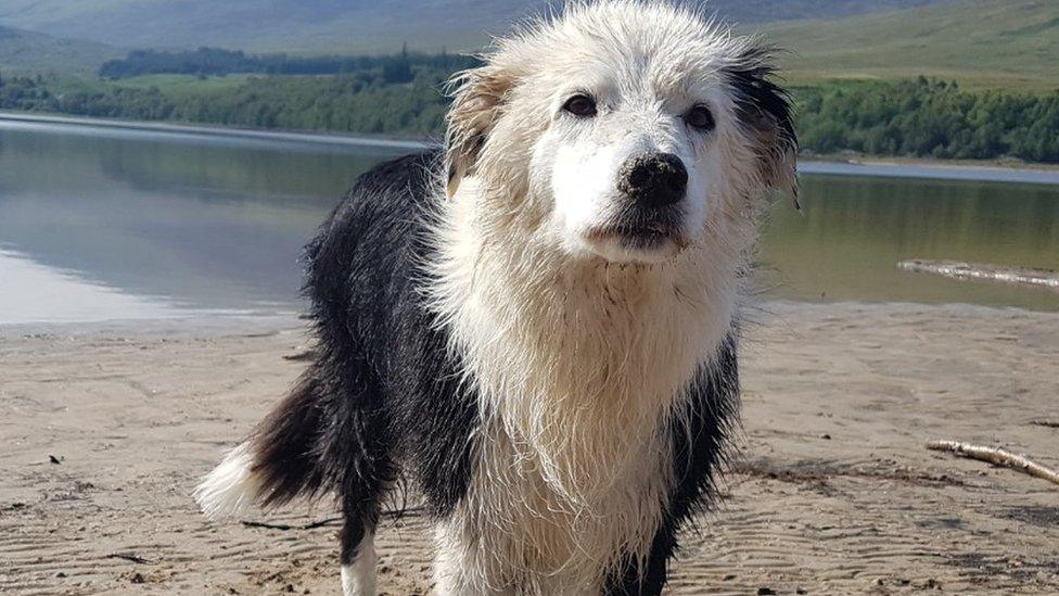 Dog on beach