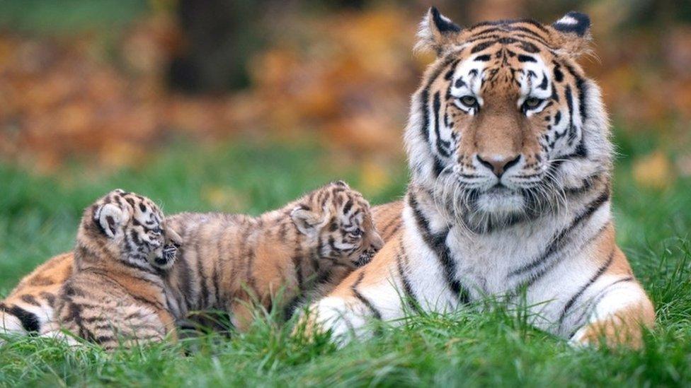 Two Siberian tiger cubs with their mum Mishka