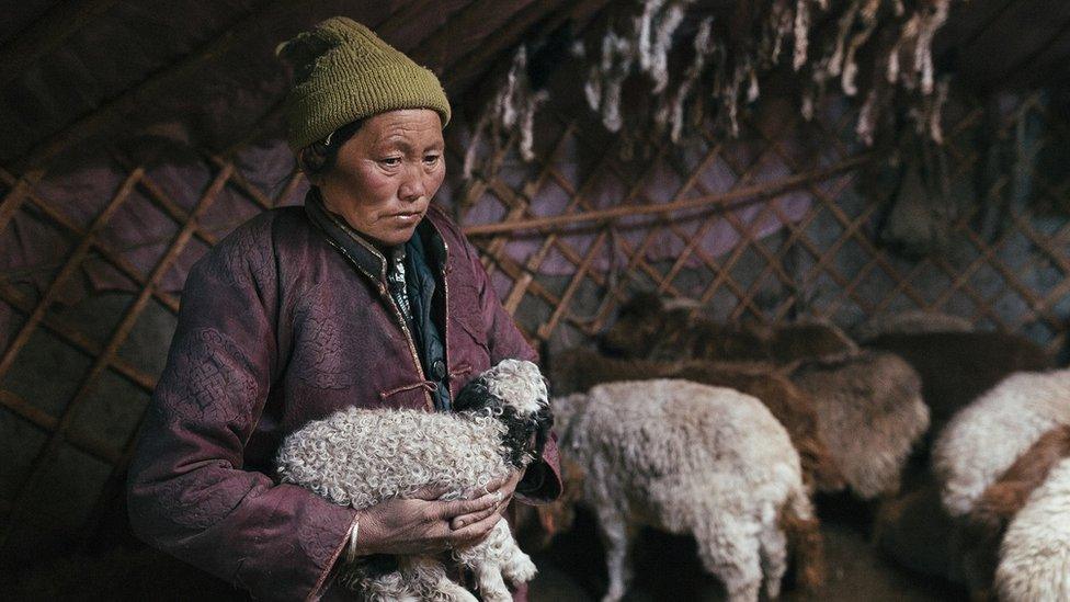 Picture of Mongolian herder Bayankhand Myagmar with animals inside her ger from IFRC