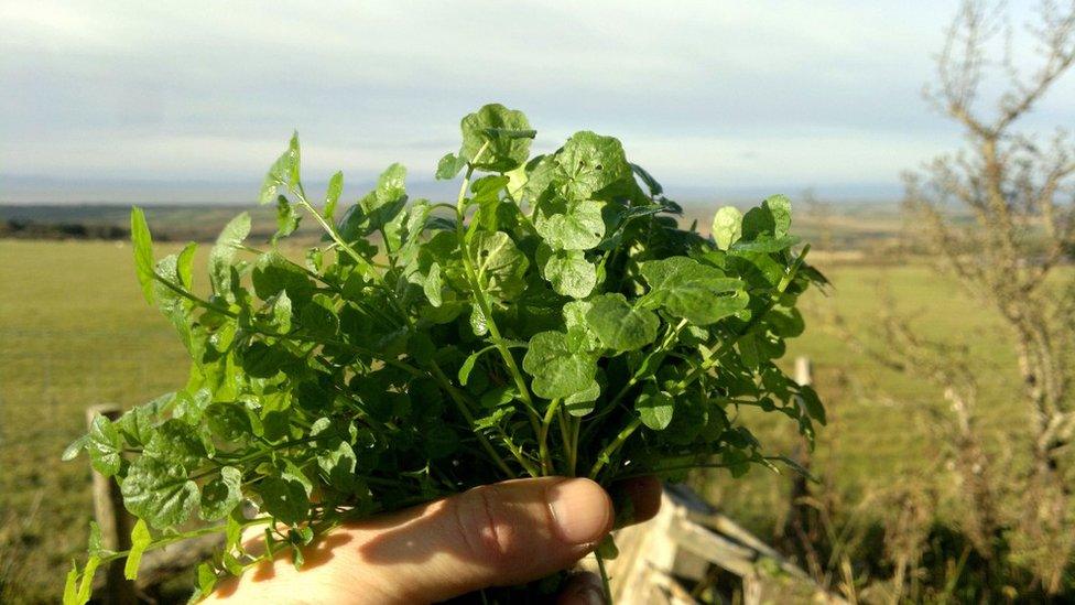 Hairy bittercress