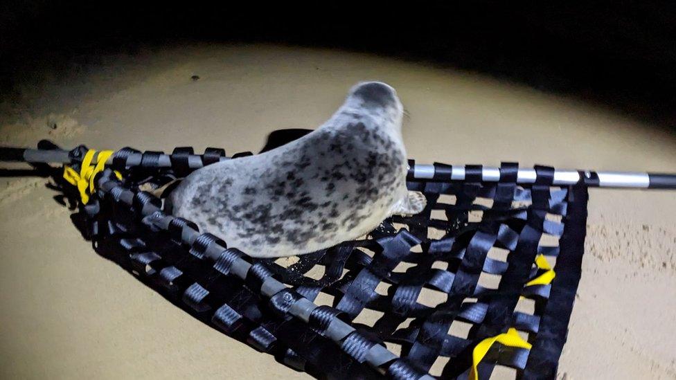 Seal at beach