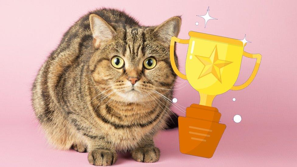 cat-with-trophy.