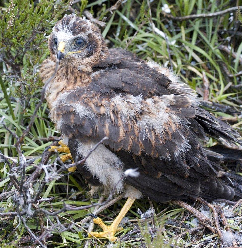 Manu the hen harrier