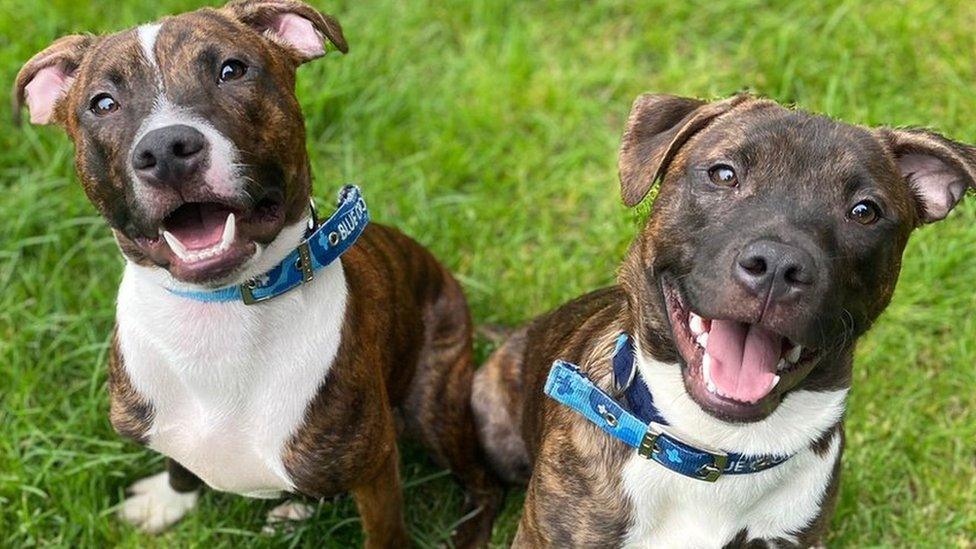 Luigi and Boyce, two Staffordshire Bull Terrier brothers which are in the care of Blue Cross, animal charity