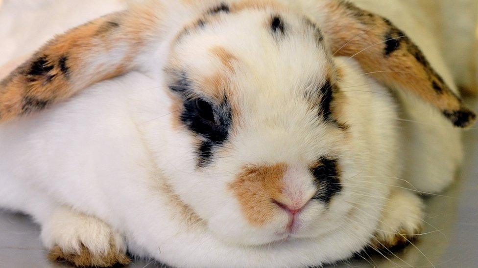 Grace is a heavyweight rabbit
