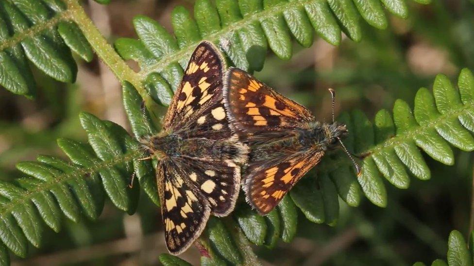 chequered skipper