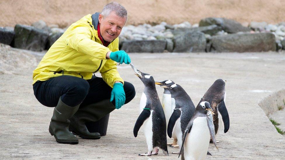 Willie Rennie feeds penguins at Edinburgh Zoo