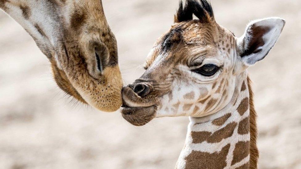 A newborn Nubian giraffe walks on the savannah of Safaripark Beekse Bergen in Hilvarenbeek, the Netherlands, 21 August 2019