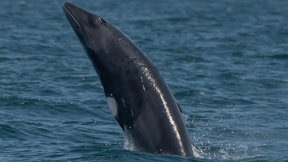 A minke whale jumping out of the water