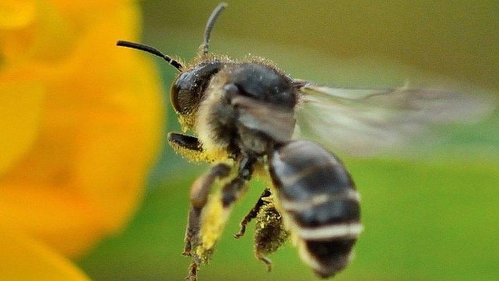 Yellow Loosestrife bee