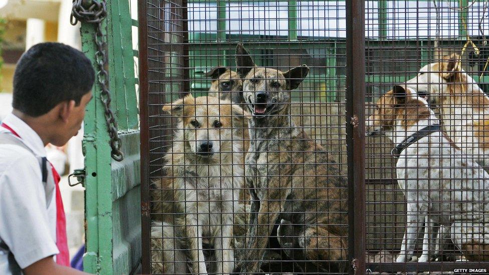 An Indian school student looks at stray dogs inside a cage on the back of a truck in Bangalore, 05 March 2007