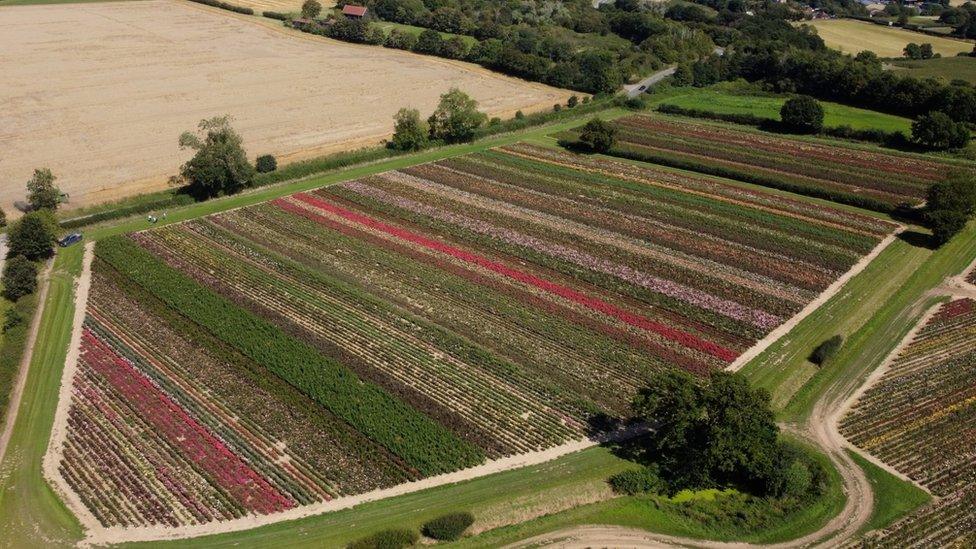 A rose field in south Norfolk