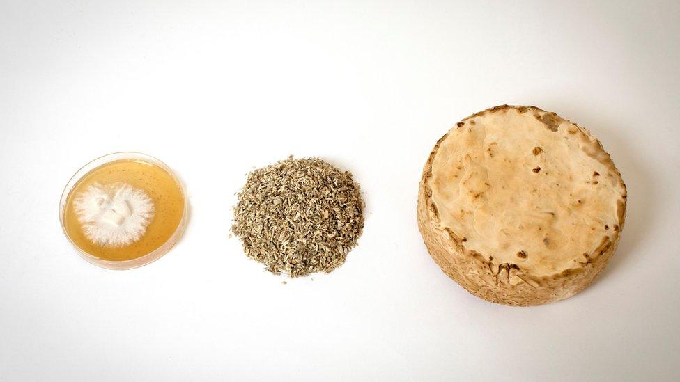 Three stages of mycelium's growing process