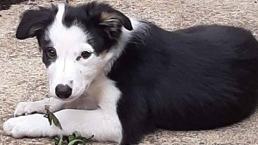 Mabel the Border Collie puppy