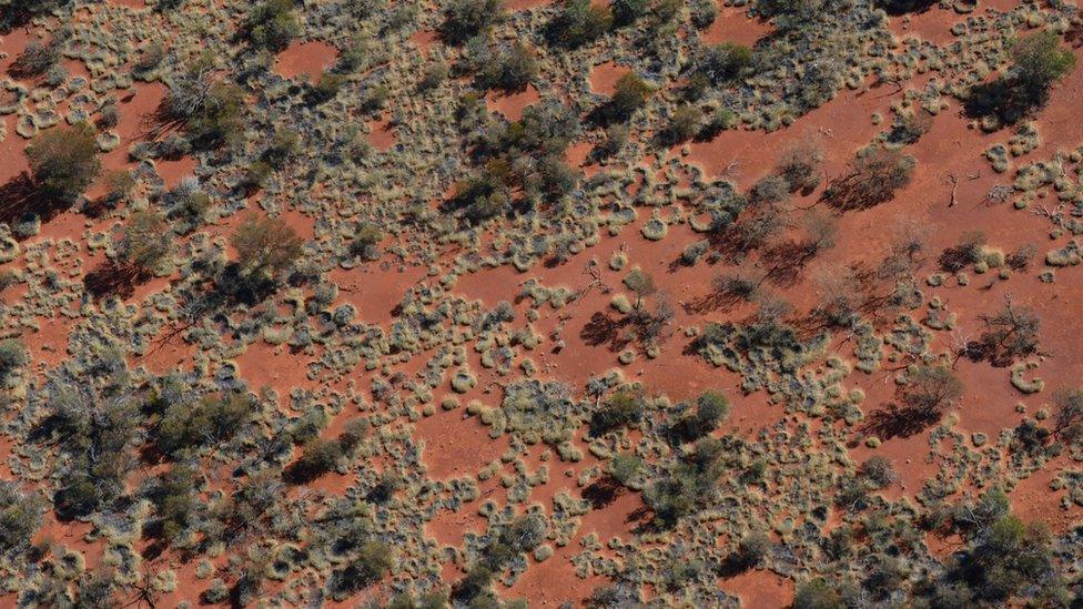 'Fairy Circles' form in Triodia spinifex grasses in remote Western Australia