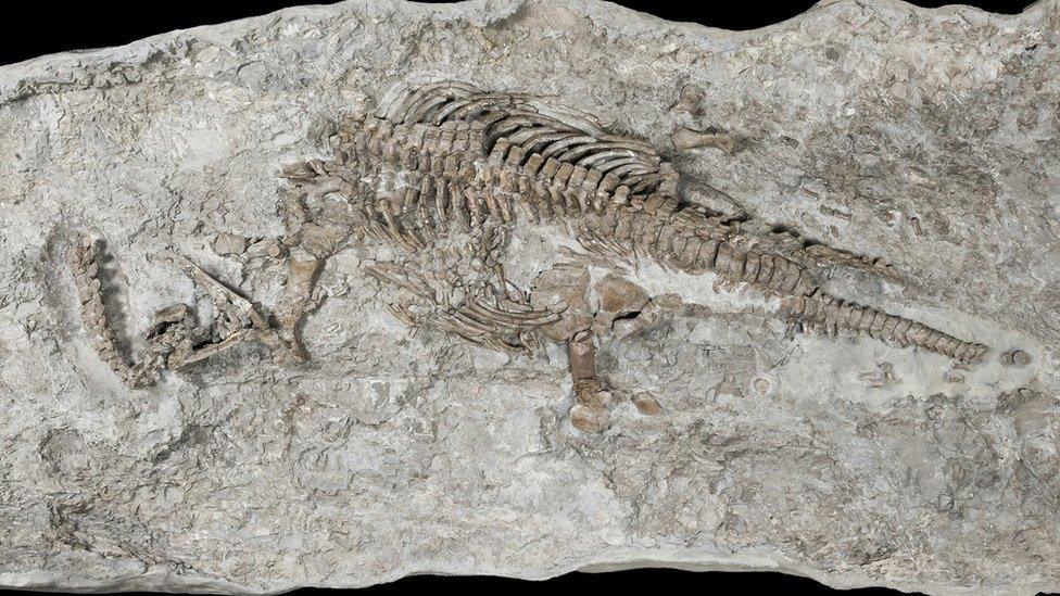 Fossil skeleton