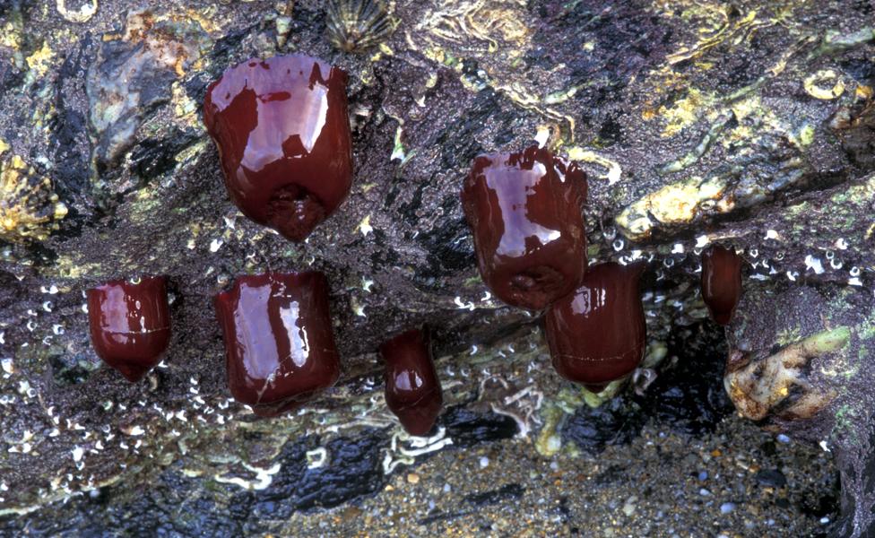 Closed beadlet anemones at low tide