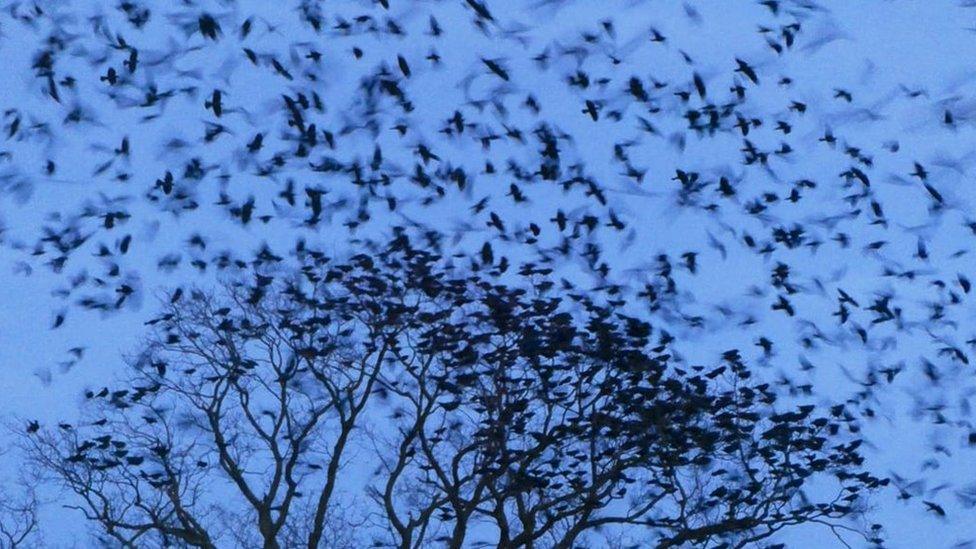 Rook roost at dusk