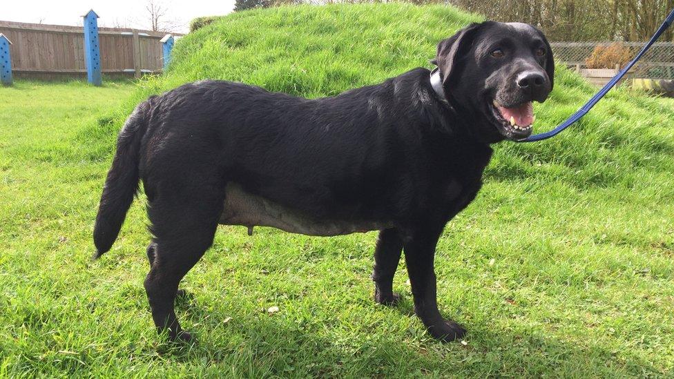 Lucy the labrador after tumour