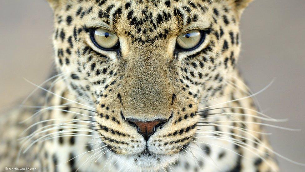 Leopard