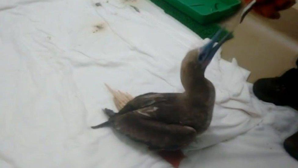 Norman, the red-footed booby bird