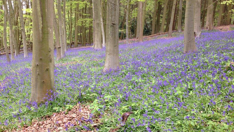 Springtime in Youlbury Wood