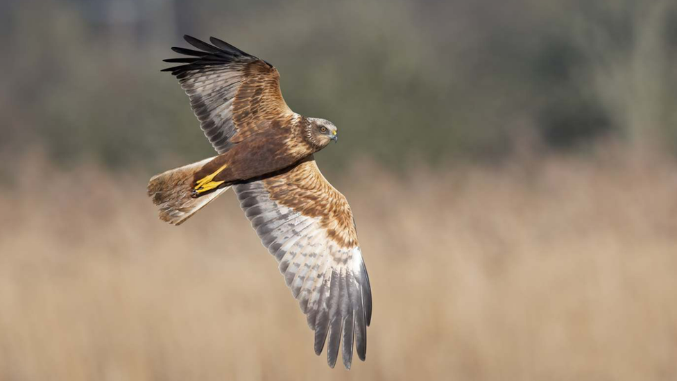 Marsh harrier flying