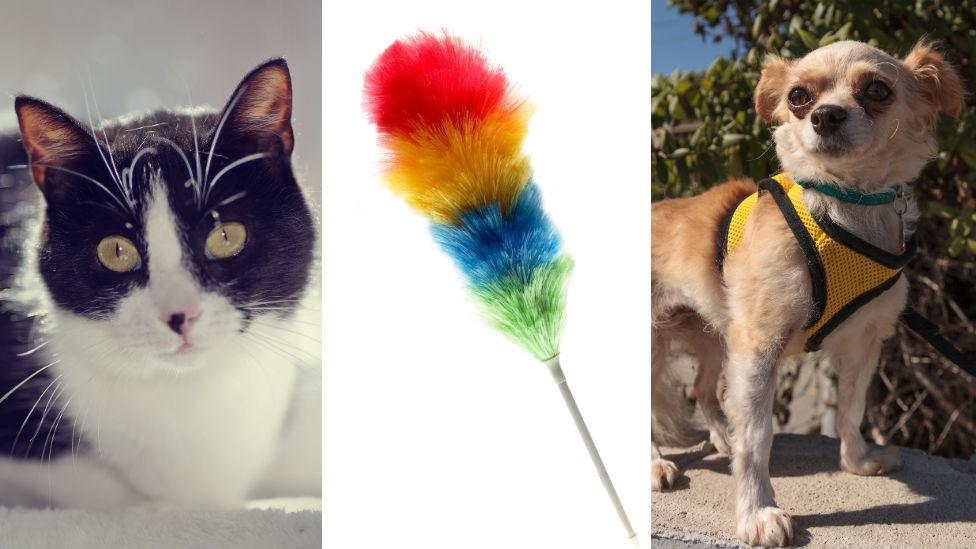 Cat, feather duster and Chihuahua