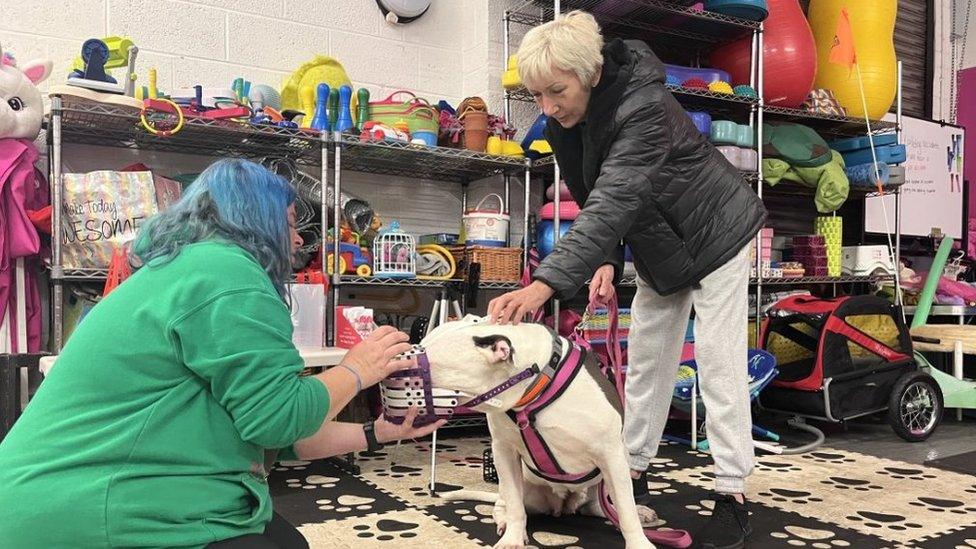 Annie is introduced to her muzzle by Maddie Bell-Ashe