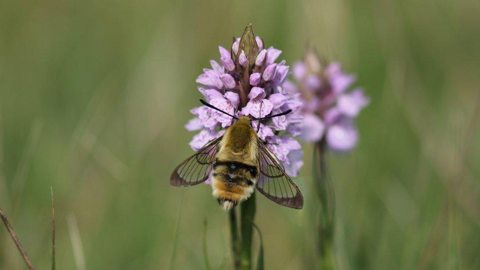 The narrow-bordered bee hawk-moth