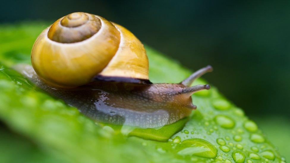 snail on a leaf