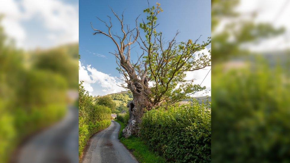 Pwllpriddog Oak, Rhandirmwyn