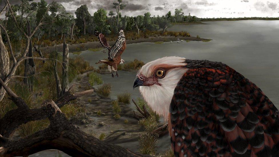 artist-illustration-of-prehistoric-eagle