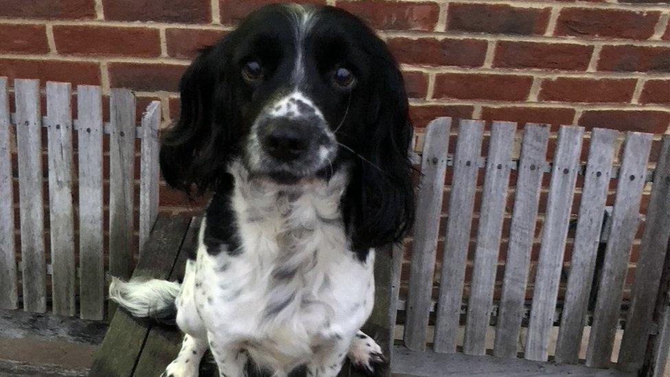 Springer spaniel