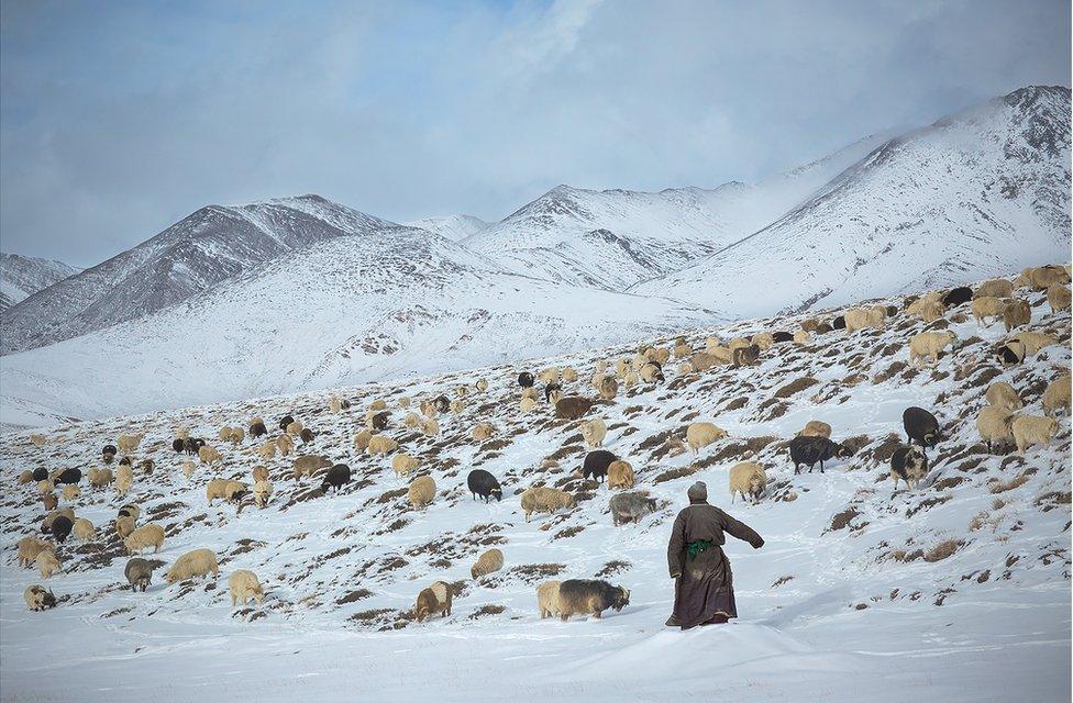 A shepherd with his goats on a snowy mountainside