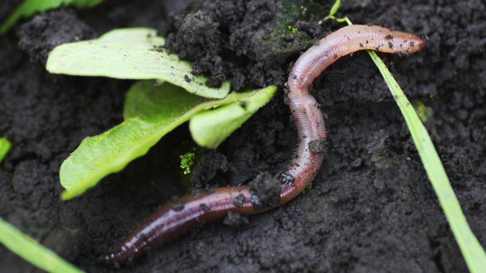 Worm in soil