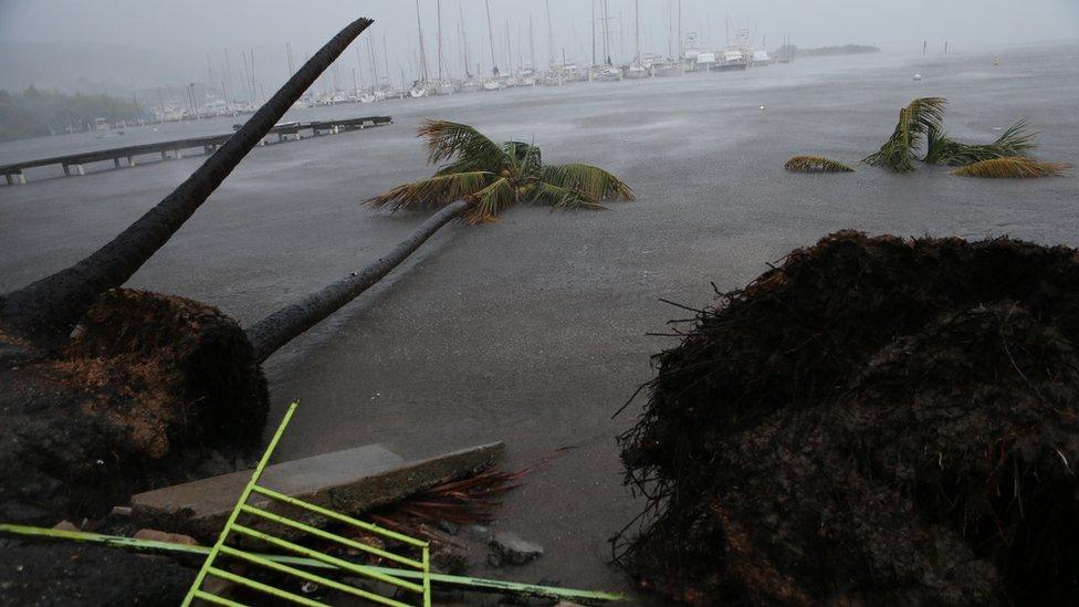 Palm trees knocked over and floating in floodwaters in Puerto Rico