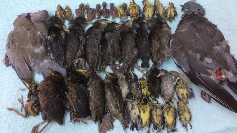 A number of dead birds which had been attacked by cats in Essex.