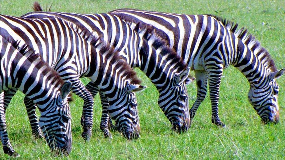 Four zebras eating grass