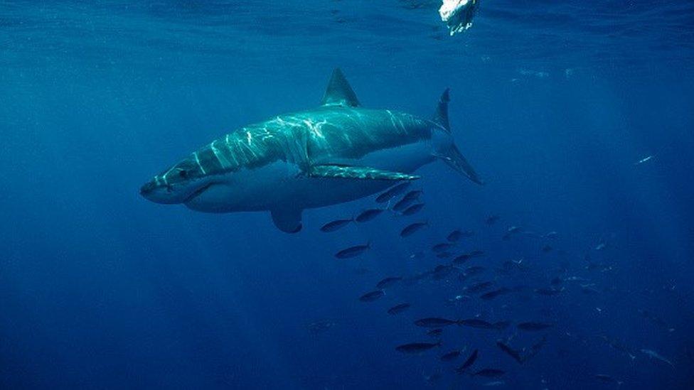 Great White Shark (file photo)