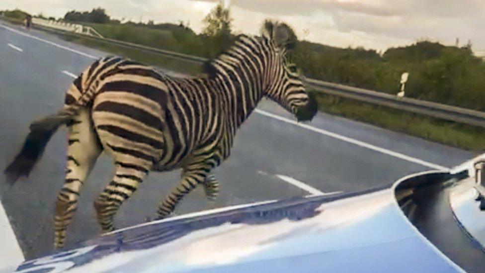 The zebra runs next to a police car on the A20 motorway in Germany on 2 October, 2019.