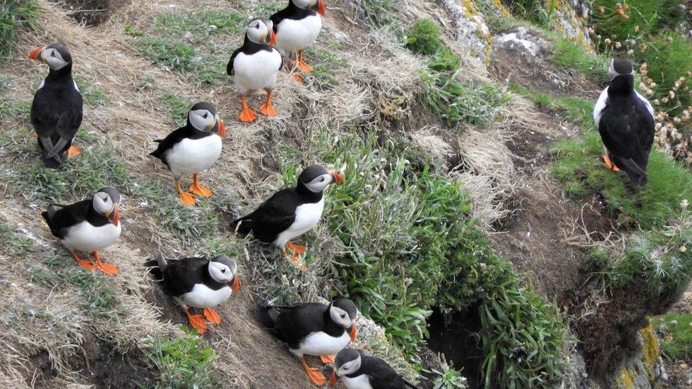 Puffins
